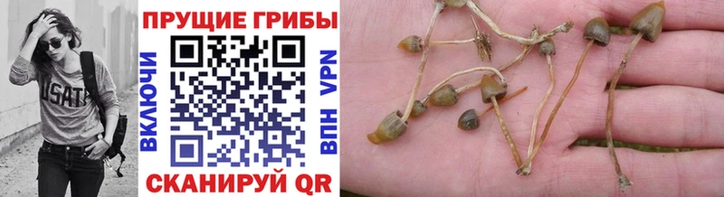 где купить   Котлас  Галлюциногенные грибы MAGIC MUSHROOMS 